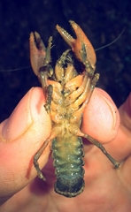 Cambarus conasaugaensis