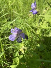 Geranium pratense