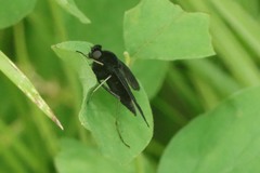 Chrysopilus connexus