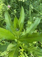 Cirsium arvense