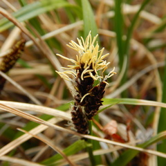 Carex microchaeta