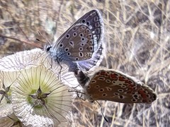 Polyommatus icarus