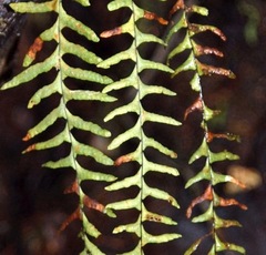 Lellingeria suspensa