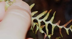 Lellingeria suspensa