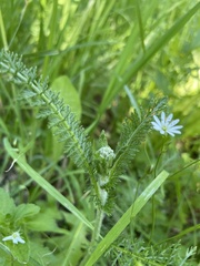 Achillea millefolium