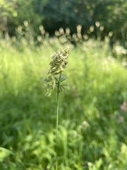 Dactylis glomerata