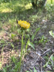 Taraxacum officinale