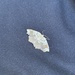 photo of Horned Spanworm Moth (Nematocampa resistaria)