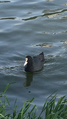 Fulica atra