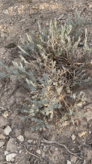 Krascheninnikovia lanata