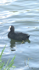 Fulica atra