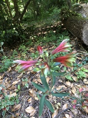 Alstroemeria aurea