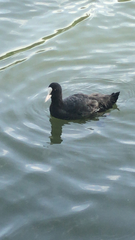 Fulica atra