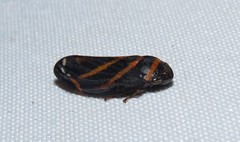 Sphodroscarta trivirgata