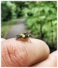 Callimerus latifrons