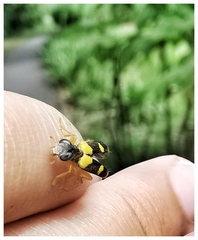 Callimerus latifrons