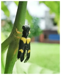 Callimerus latifrons