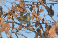 Phylloscopus plumbeitarsus