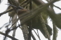 Pomatorhinus superciliaris