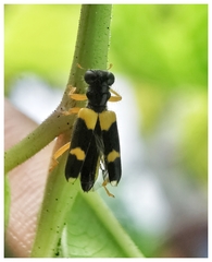 Callimerus latifrons