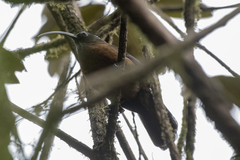 Pomatorhinus superciliaris