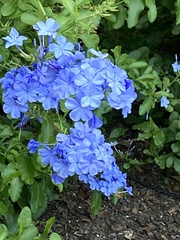 Plumbago auriculata