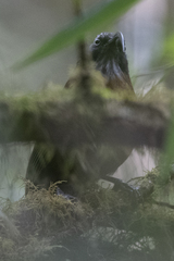 Pomatorhinus superciliaris