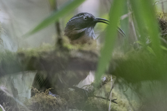 Pomatorhinus superciliaris