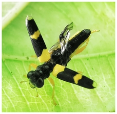 Callimerus latifrons