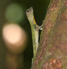 Draco quinquefasciatus