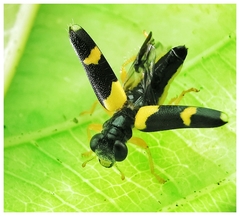 Callimerus latifrons