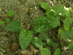 Pulmonaria officinalis