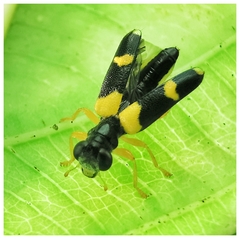 Callimerus latifrons