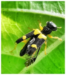 Callimerus latifrons