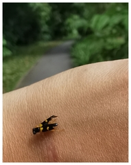 Callimerus latifrons