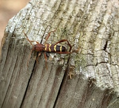 Neoclytus acuminatus