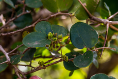 Dovyalis rhamnoides