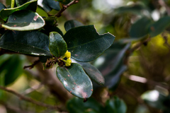 Dovyalis rhamnoides