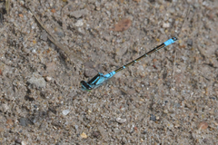 Coenagrion glaciale