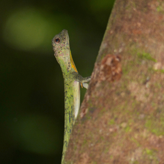 Draco quinquefasciatus