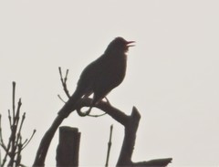 Turdus rufopalliatus