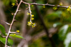 Dovyalis rhamnoides