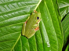 Agalychnis moreletii