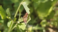 Syrphidae