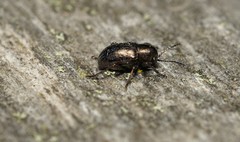 Graphops pubescens