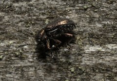 Graphops pubescens