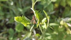 Syrphidae