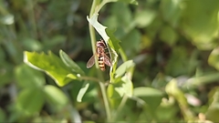 Syrphidae