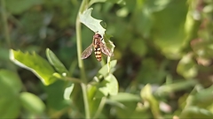 Syrphidae