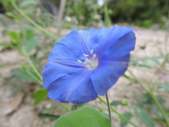 Jacquemontia abutiloides